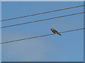 Kestrel surveying his next meal