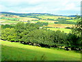 South Herefordshire farmland 1