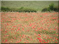 Poppy field