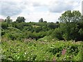 Verdant Country Near Droylsden