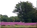 Rosebay Willow-herb, Tisbury