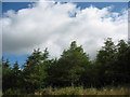 Forest at the Cefni Reservoir Park