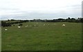 Grazing sheep south of the Llannerch-y-medd road