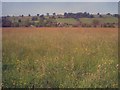 Hay meadow at Longridge Farm