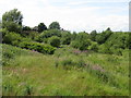 Waste Ground Near Brushes Estate