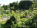 Allotments in Headington