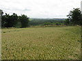 Crops Near Yarhampton