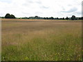 Grassland Near The Burf