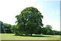 TG1907 : Tree, Earlham Park by N Chadwick