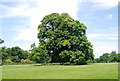 TG1807 : Tree, Earlham Park by N Chadwick