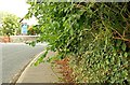 Trees over the footpath, Saintfield