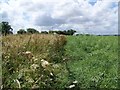 Footpath, Higher Pertwood