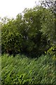 Rushes and willows near Rye Farm