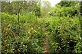 Footpath through the nettles by the Thames