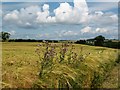 Thistles amongst the barley