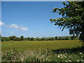 Natural meadow near the Gadfa road