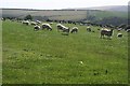 Sheep on the Hillside