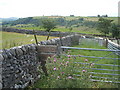 Thistles and sheep pen