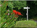 Crocosmia at Coldharbour