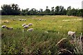 Sheep in a field at Abingdon