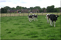 SP2565 : Livestock at Budbrooke by Robin Stott