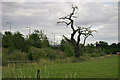 Warwick Parkway station with dead tree