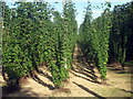 TQ8129 : Hop field by Oast House Archive