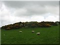 SH3785 : Grazing sheep on gorse-topped hill by Eric Jones