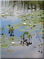 NM6765 : Water Flowers on Moorland Lochan by Richard Laybourne