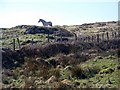 L7339 : Connemara stallion, Cloch na Ron by Maigheach-gheal