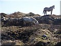 L7339 : Connemara ponies, Cloch na Ron by Maigheach-gheal