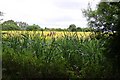 Reeds by Blackhorse Lane