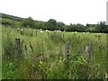 Drumnamarla Townland