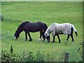 Horses, Thurstaston