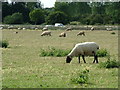 TL9562 : Sheep grazing by A14 by John Goldsmith