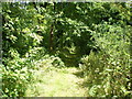 Bridleway in the copse at  Halesfield