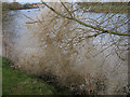 Severn Bore surging past Stonebench