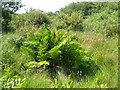 Marshy field, Nanquidno valley