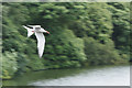 A tern fishing at Carr Mill Dam [1]