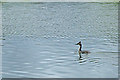 A grebe at Carr Mill Dam