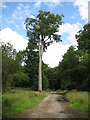 SU2268 : Savernake Forest: Lone tall tree by Nigel Cox