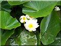 Water lily (Nymphaea alba), Woodfry