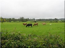 H5559 : Tycanny Townland by Kenneth  Allen
