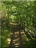 SX8771 : Footpath, Aller Brook Local Nature Reserve by Derek Harper