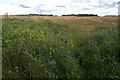 Flowers and trees on Sefton Meadows