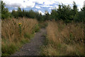 Path in Jubilee Wood on Sefton Meadows