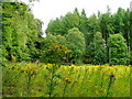 Ragwort in the clearing