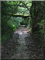 Fallen tree across byway ST7973-01