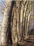 SX9390 : Poplars by the Mill Race by Derek Harper