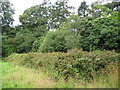 Northchurch: Ruined Chapel of St Mary Magdalene (Marlin Chapel)